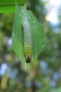Byssus Skipper caterpillar